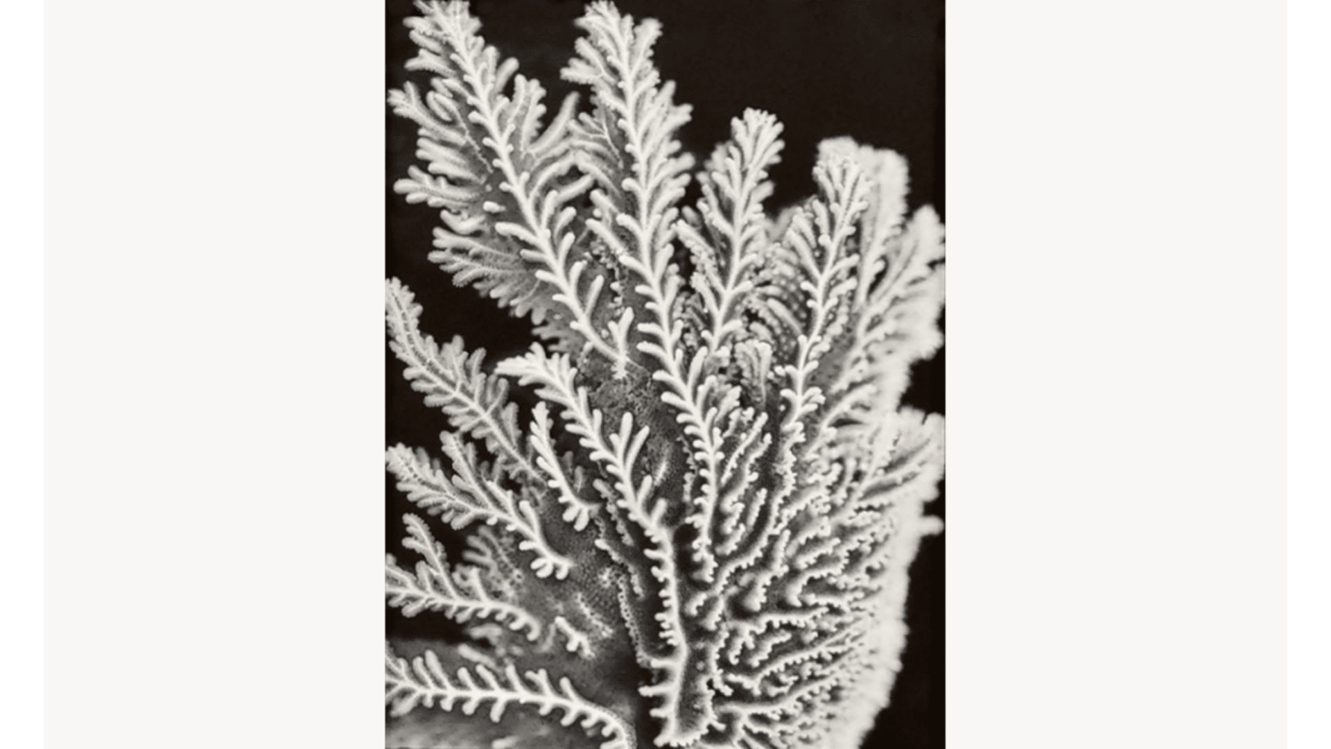 Cartacea Galleria Cartacea Gallery Joan Fontcuberta, Lepideus Bussierus