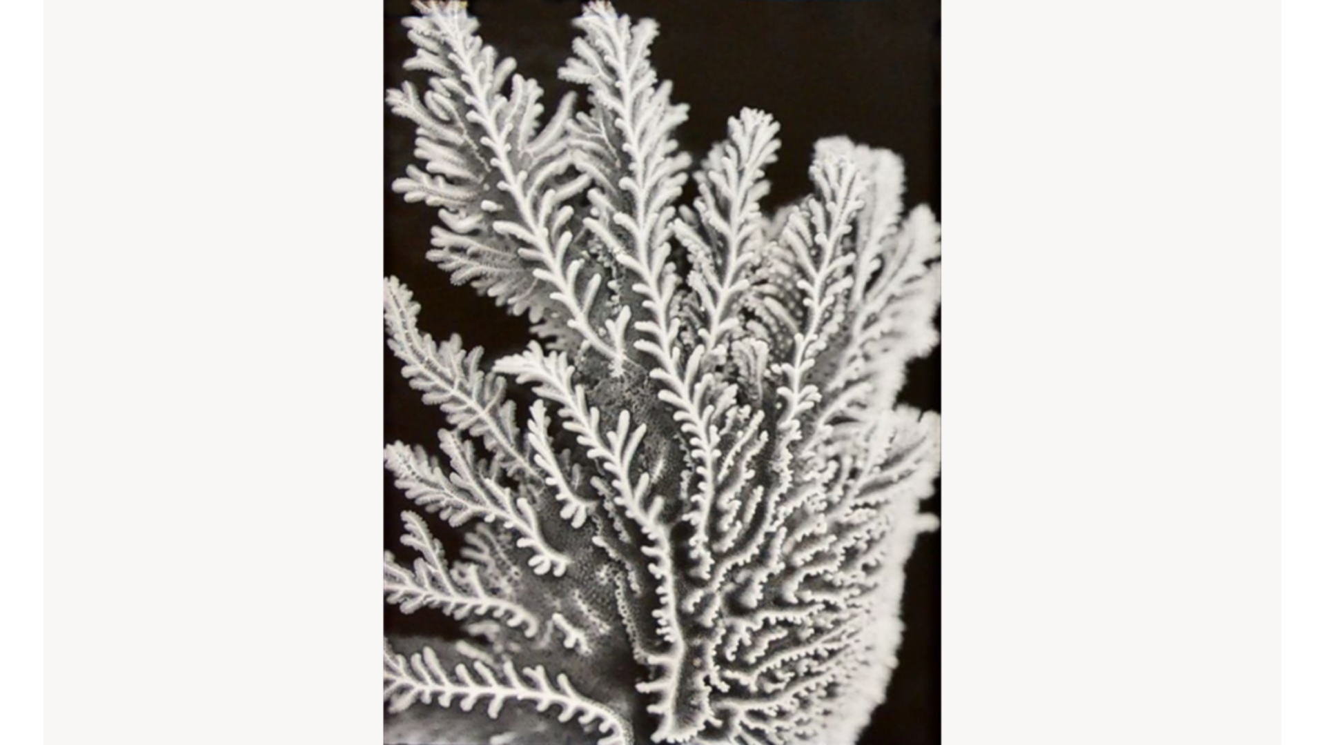 Cartacea Galleria
Cartacea Gallery  Joan Fontcuberta, Lepideus Bussierus