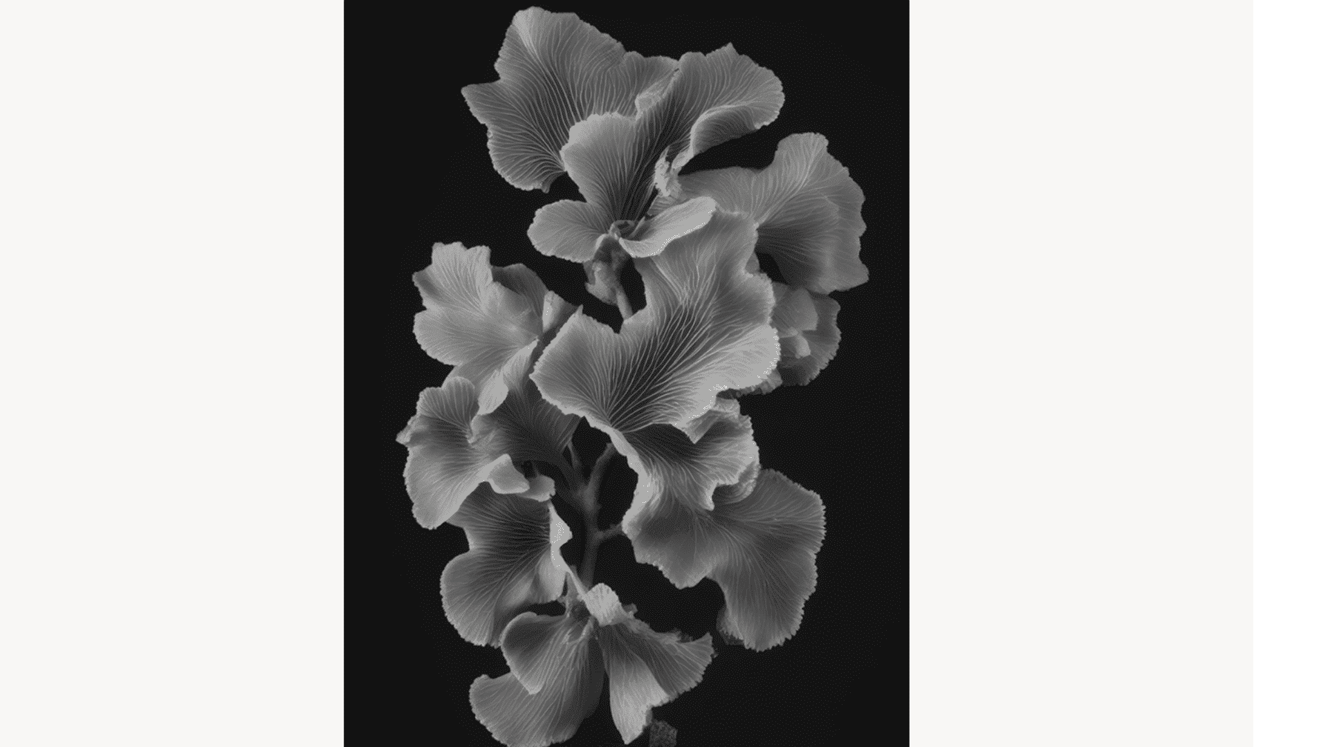 Cartacea Galleria Cartacea Gallery Joan Fontcuberta, Leptoseris Foliosa Dinesen