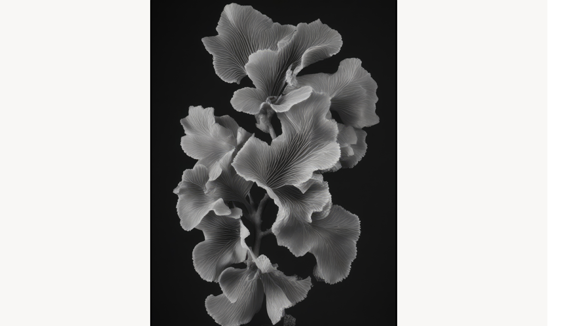 Cartacea Galleria
Cartacea Gallery  Joan Fontcuberta, Leptoseris Foliosa Dinesen