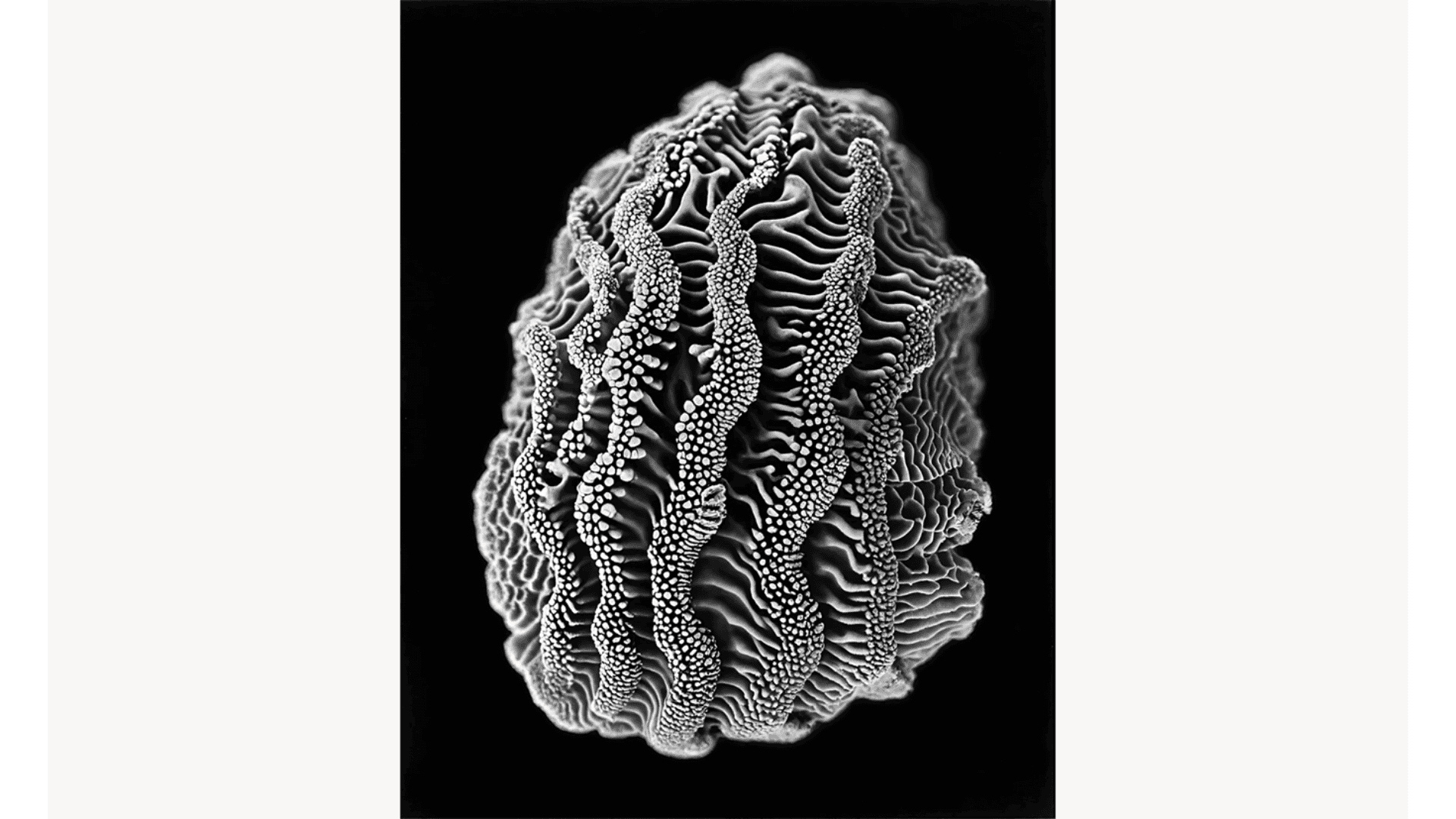 Cartacea Galleria Cartacea Gallery Joan Fontcuberta, Microantozous Galapagensis