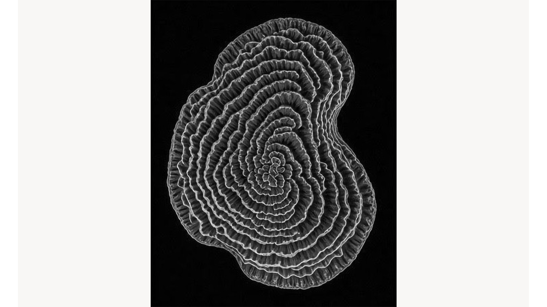 Cartacea Galleria
Cartacea Gallery  Joan Fontcuberta, Montipora Undulosa