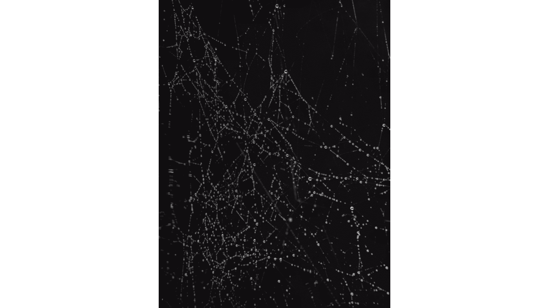 Cartacea Galleria Cartacea Gallery Joan Fontcuberta, Morning Tears, 2022 | Giclée Print on Hahnemühle Museum Etching Paper, Edition of 3 + 1 AP, 60 x 80 cm