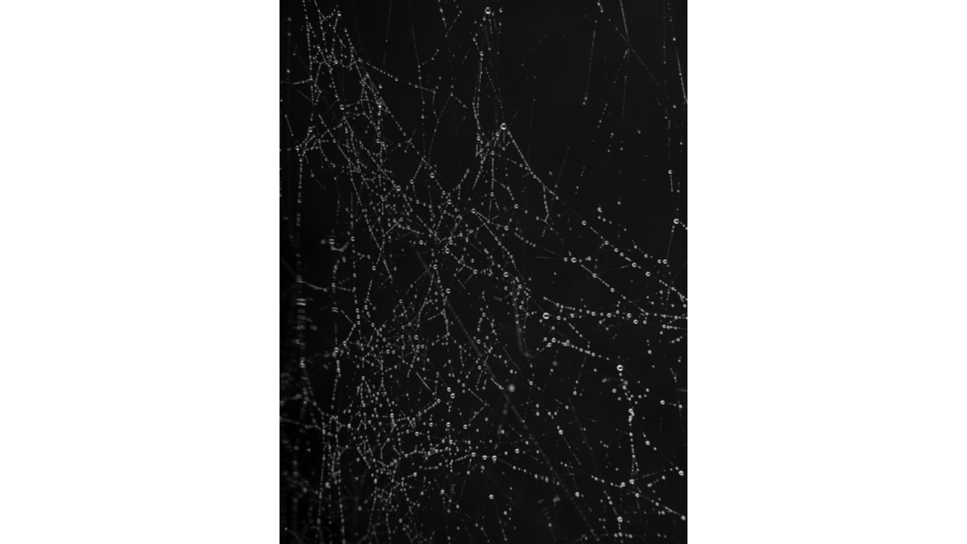 Cartacea Galleria
Cartacea Gallery  Joan Fontcuberta, Morning Tears, 2022 | Giclée Print on Hahnemühle Museum Etching Paper, Edition of 3 + 1 AP, 60 x 80 cm