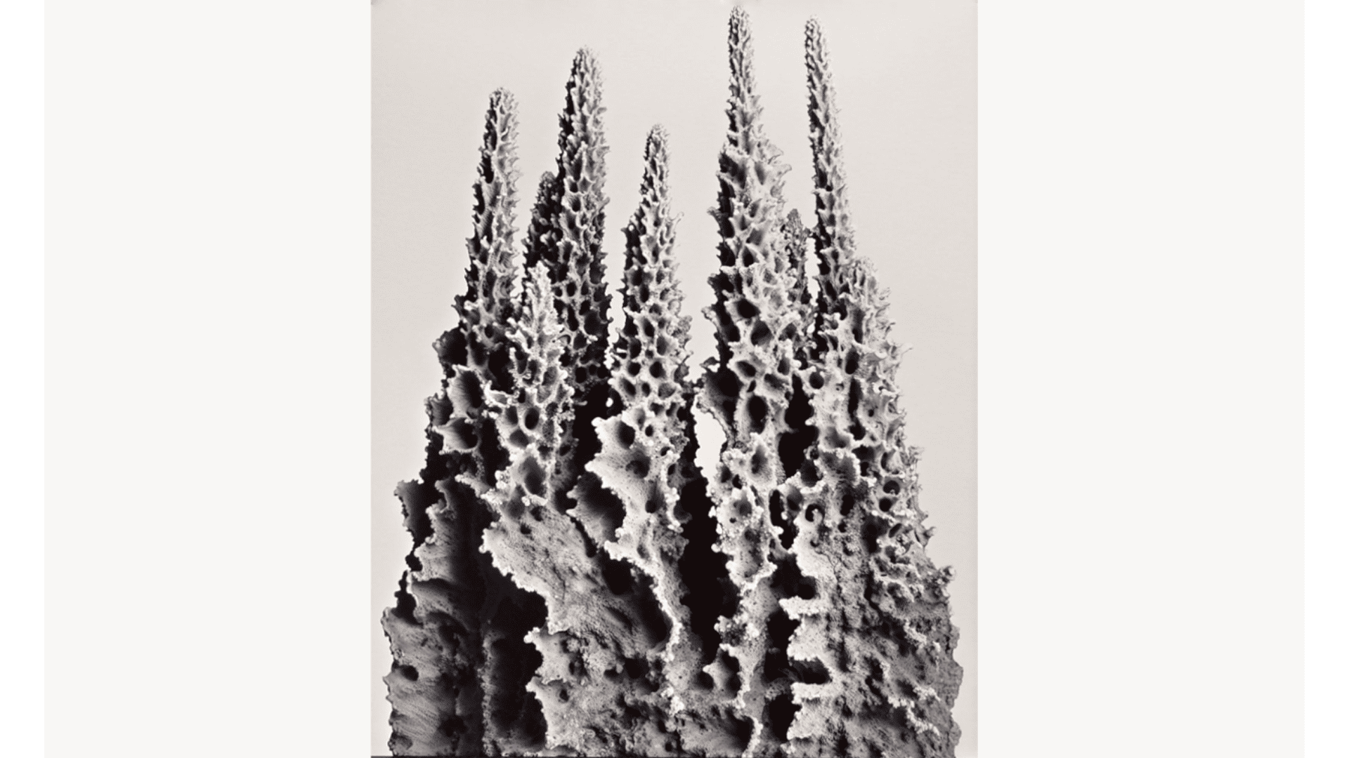 Cartacea Galleria Cartacea Gallery Joan Fontcuberta, Paracnidaria Columnae