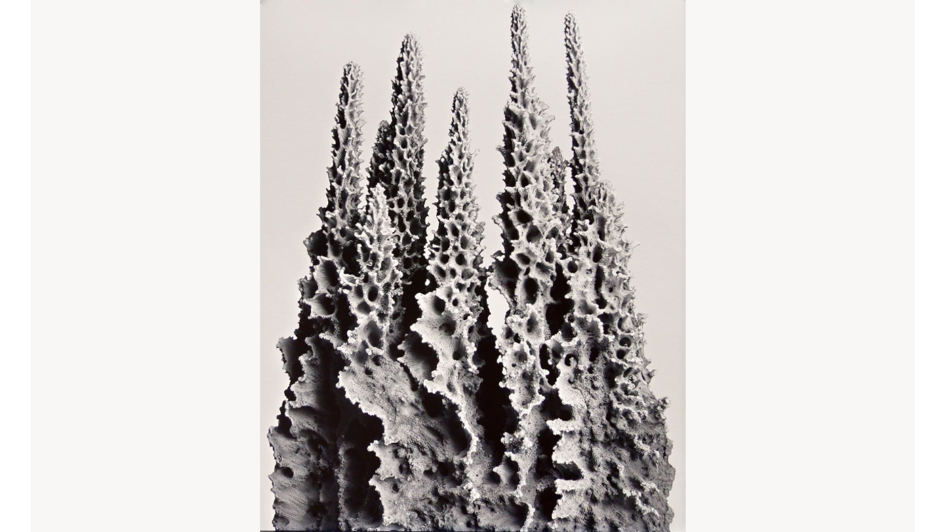 Cartacea Galleria
Cartacea Gallery Joan Fontcuberta, Paracnidaria Columnae