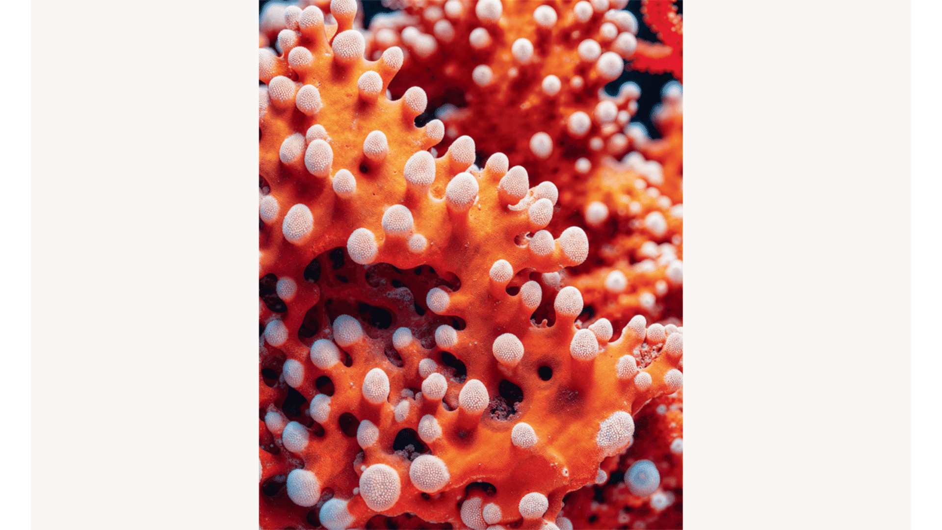 Cartacea Galleria Cartacea Gallery Joan Fontcuberta, Alcyonium Mugronensis