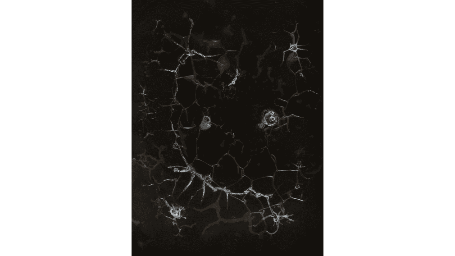 Cartacea Galleria Cartacea Gallery Joan Fontcuberta, Trauma#2457, 2021 | Giclée Print on Hahnemühle Museum Etching Paper, Edition of 3 + 1 AP, 60 x 80 cm