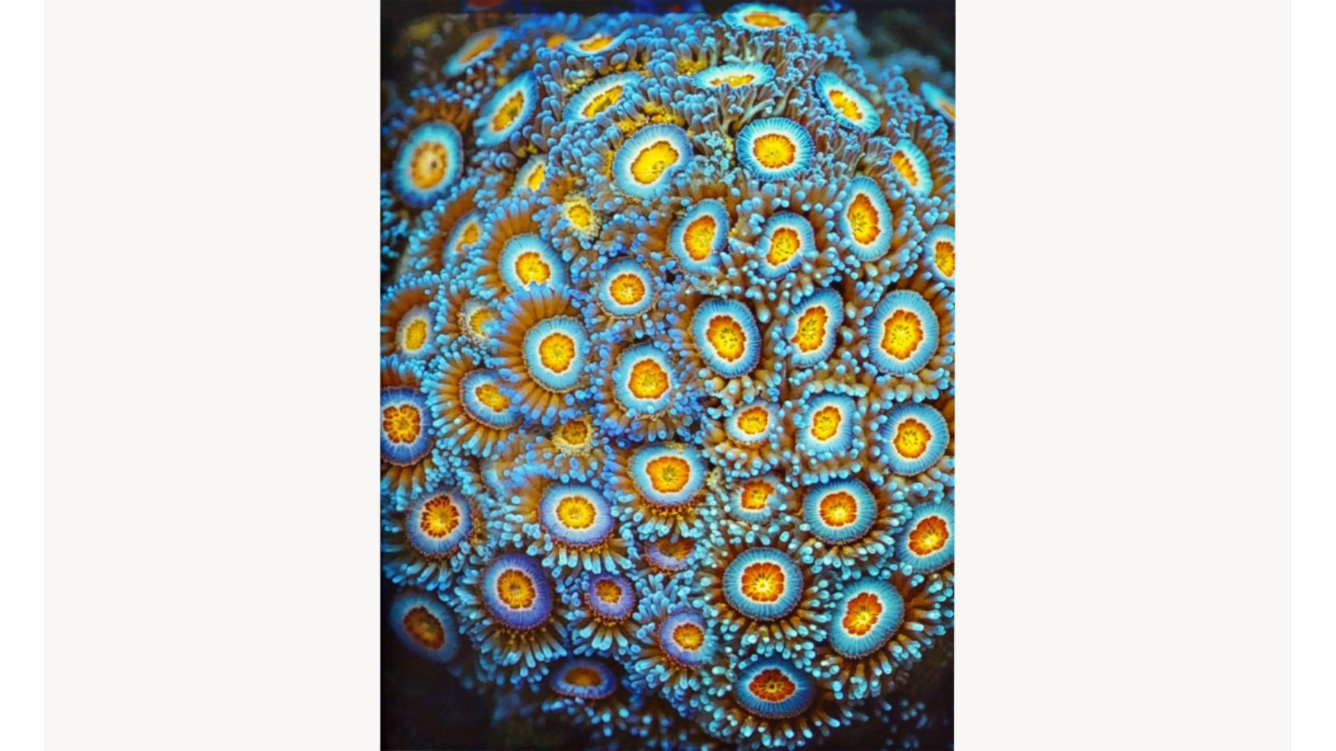 Cartacea Galleria
Cartacea Gallery  Joan Fontcuberta, Zoanthus Cyatitus