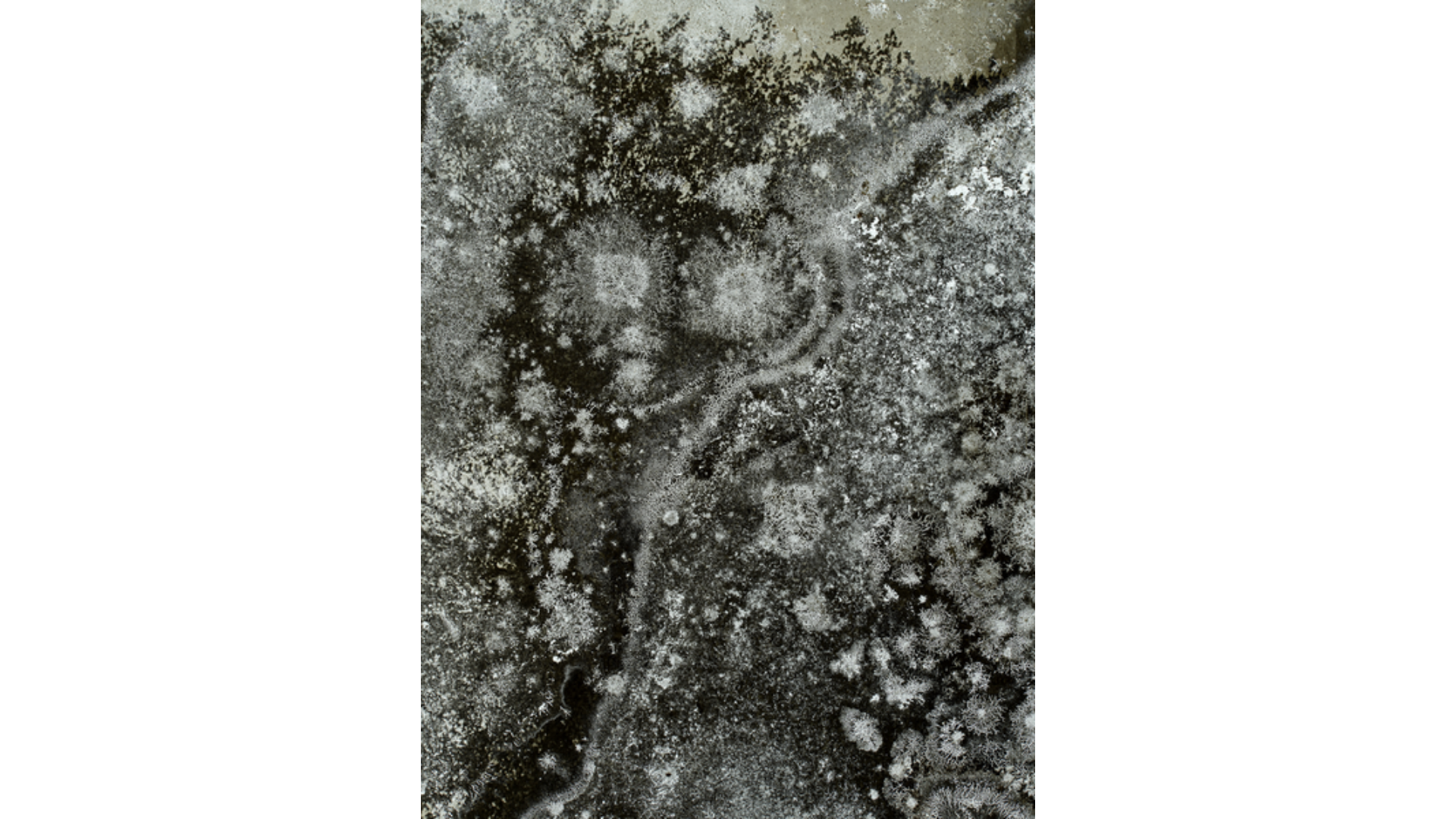 Cartacea Galleria
Cartacea Gallery  Joan Fontcuberta, Élevage de Poussière (Trauma#8904), 2022 | Giclée Print on Hahnemühle Museum Etching Paper, Edition of 3 + 1 AP, 60 x 80 cm