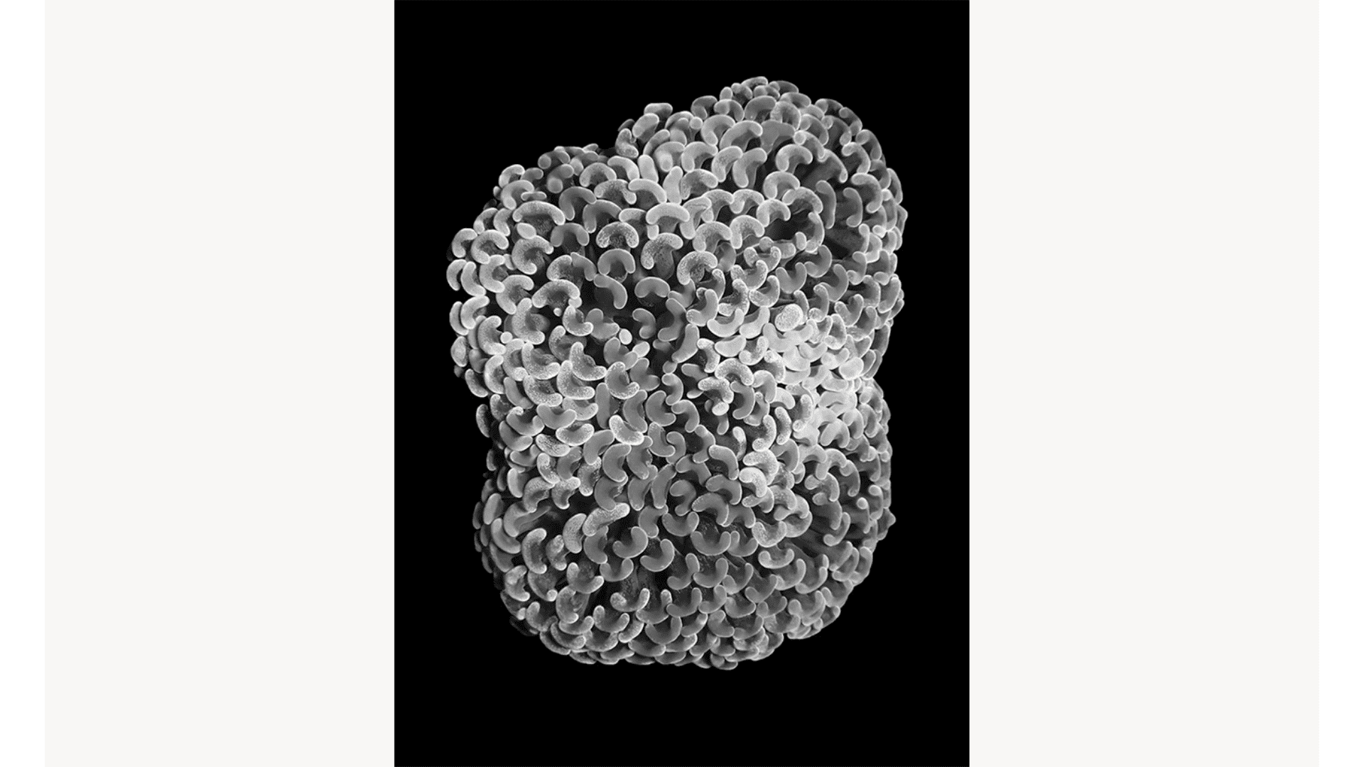 Cartacea Galleria Cartacea Gallery Joan Fontcuberta, Euphyllia Ancora Frogspawn