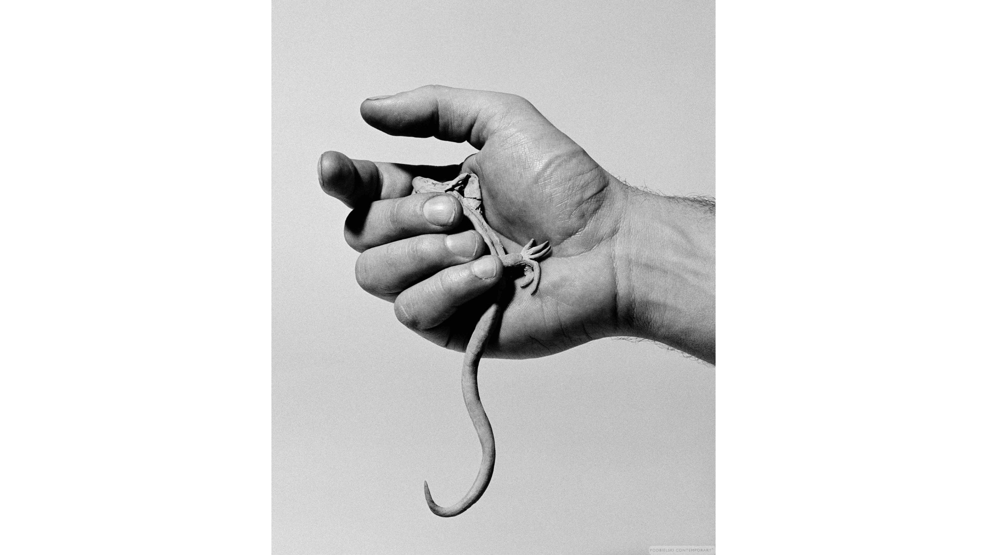 Giulia Parlato, "Lizard", giclée print - Edition of 8 Cartacea Galleria Cartacea Gallery