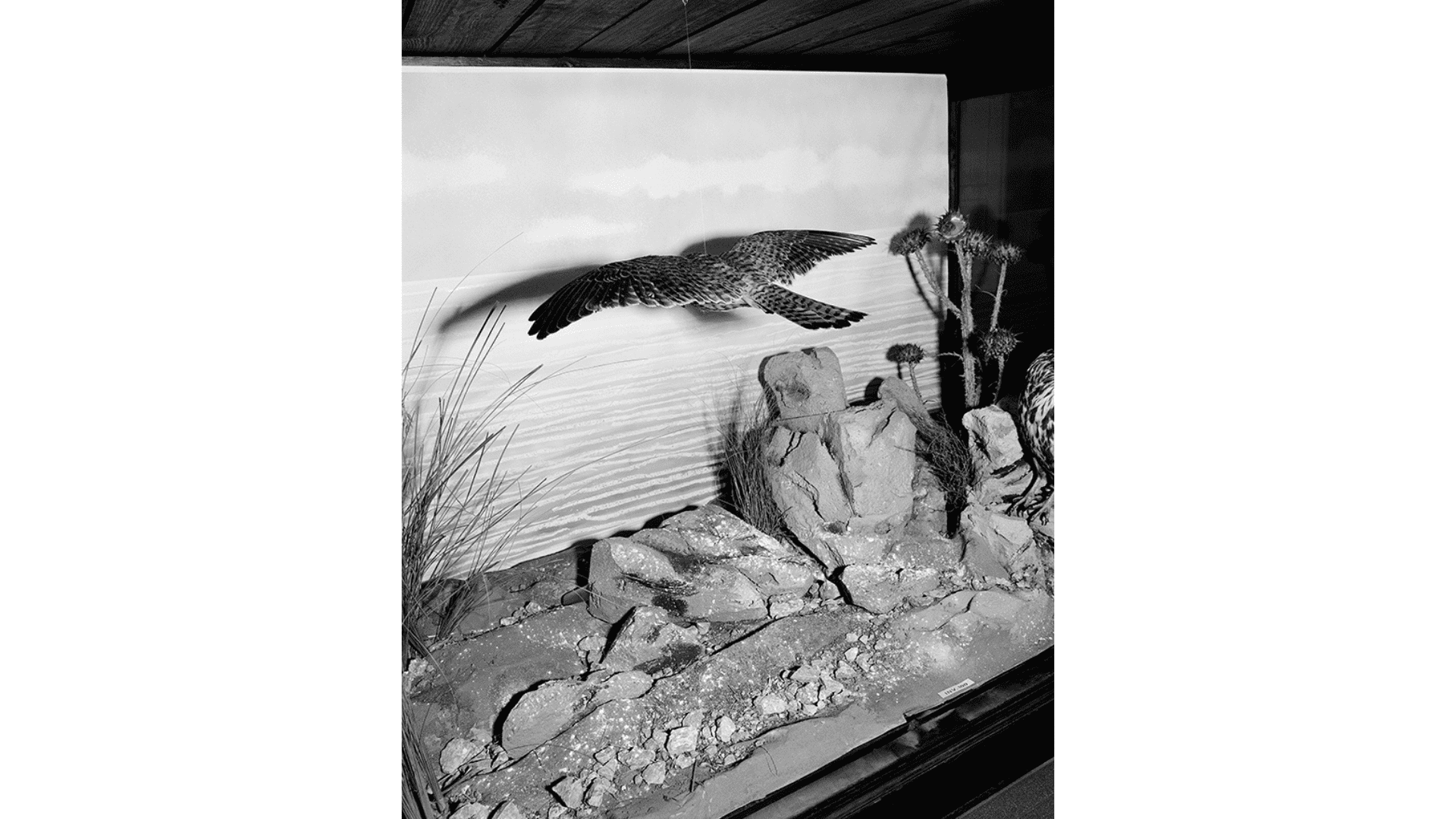 Giulia Parlato, "Falcon", giclée print - Edition of 8 Cartacea Galleria Cartacea Gallery