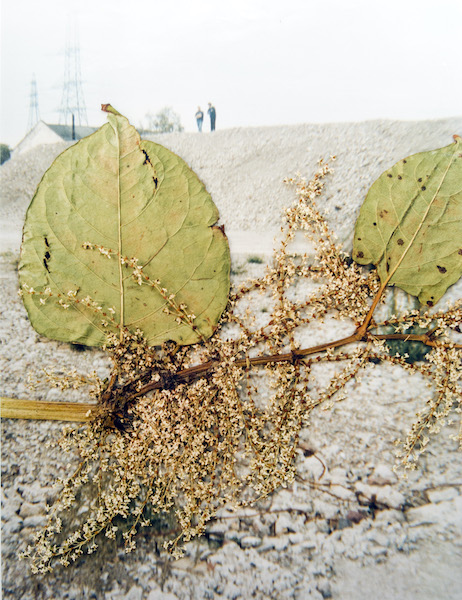 Stephen Gill, Hackney Flowers, 2008
Cartacea Galleria 
Cartacea Gallery