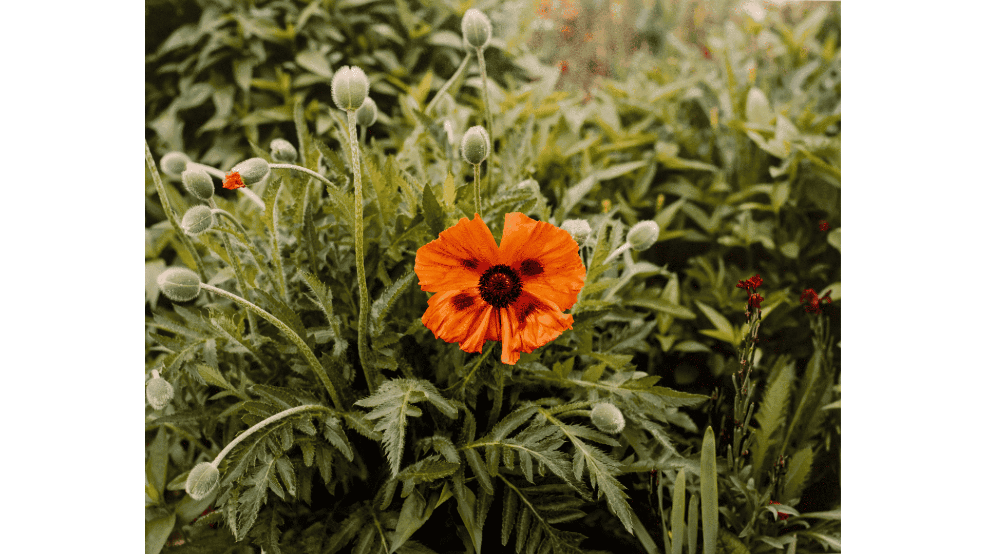 Stephen Shore |The Gardens at Giverny |chromogenic print | 41 x 51 cm Cartacea Galleria Cartacea Gallery
