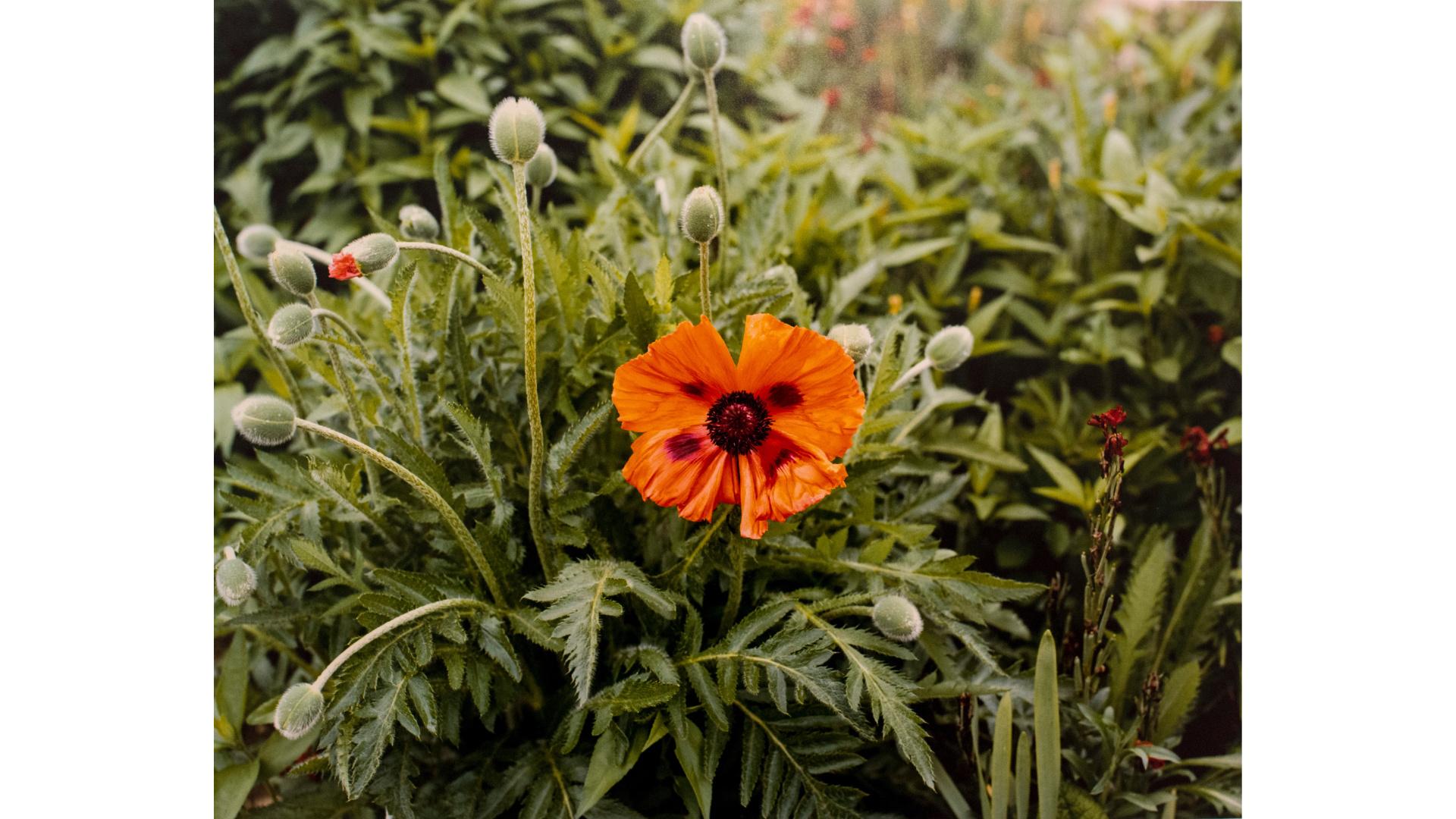 Stephen Shore |The Gardens at Giverny |chromogenic print | 41 x 51 cm Cartacea Galleria Cartacea Gallery