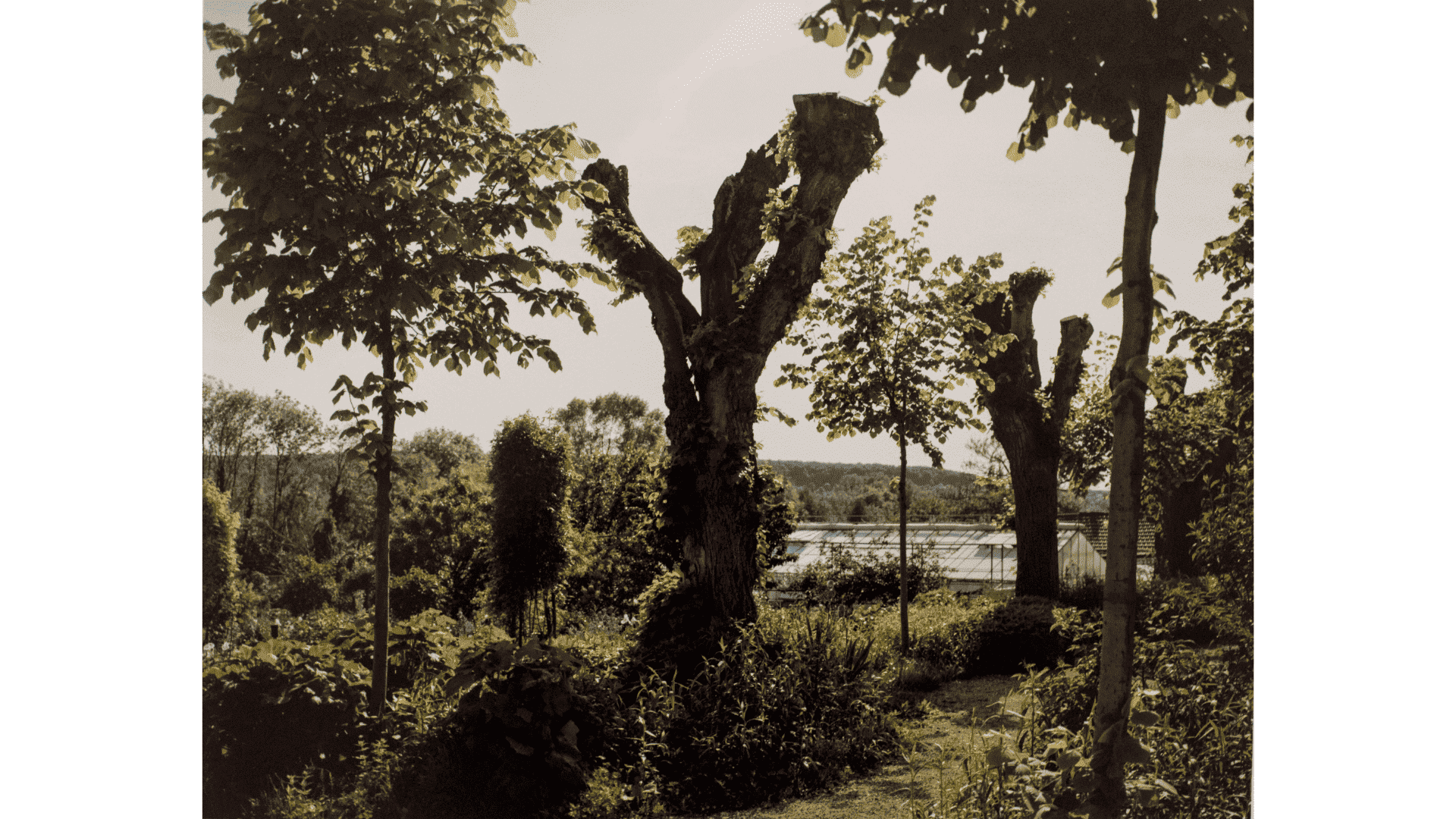 Stephen Shore |The Gardens at Giverny |chromogenic print | 41 x 51 cm Cartacea Galleria Cartacea Gallery