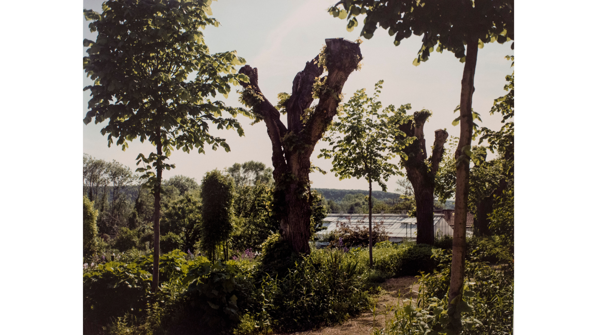 Stephen Shore |The Gardens at Giverny |chromogenic print | 41 x 51 cm Cartacea Galleria Cartacea Gallery